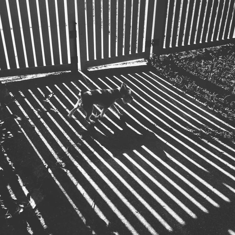 shadow-puppy--missytheschnauzer-schnauzersofinstagram-shadows-boystownliving-shadowplay-lines-bnw_28673829331_o.jpg