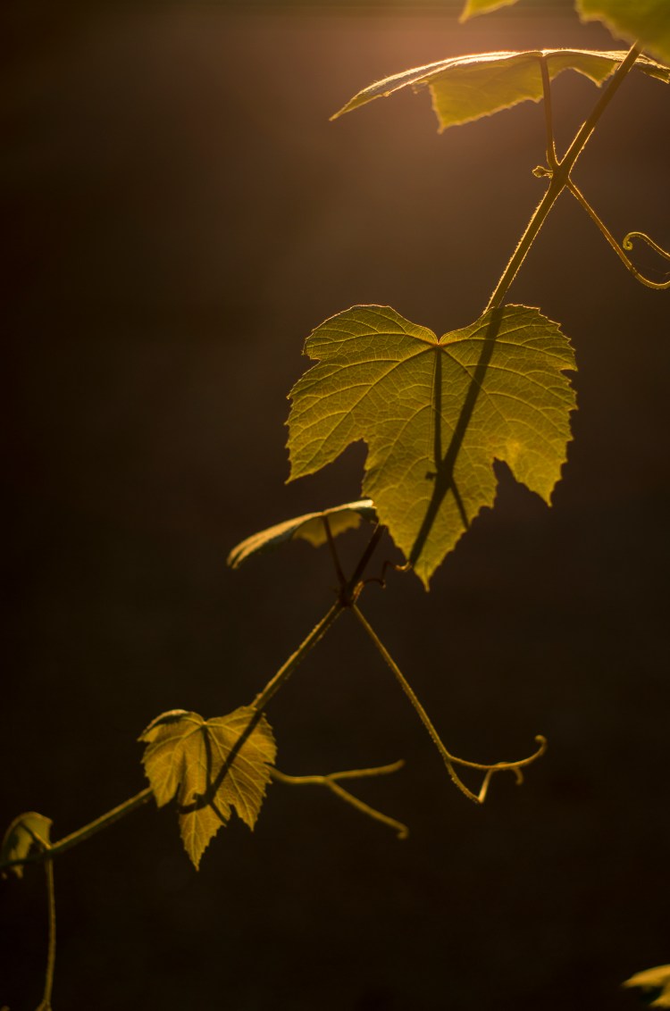 grape-leaves_9670426277_o.jpg