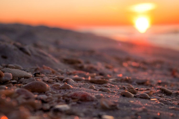 shells-at-sunrise_7253551620_o.jpg